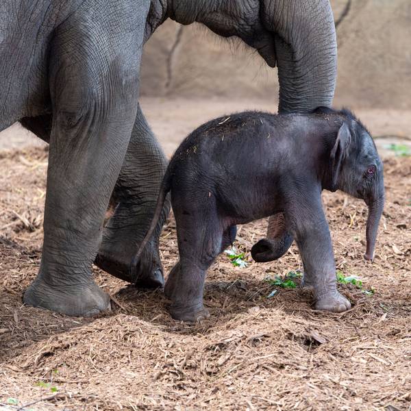 Das Bild zeigt das neue Elefantenbaby im Kölner Zoo.