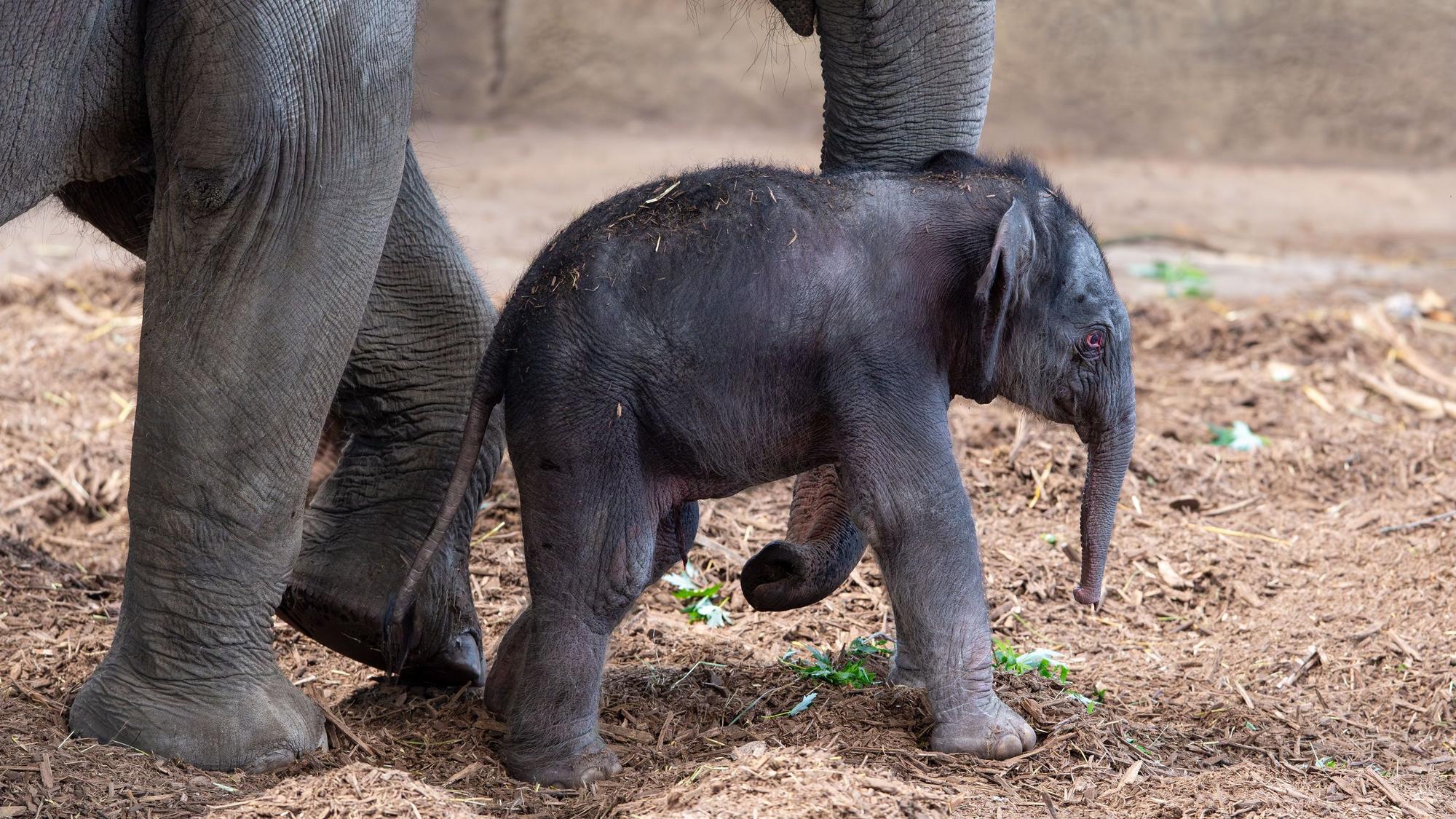 Das Bild zeigt das neue Elefantenbaby im Kölner Zoo.