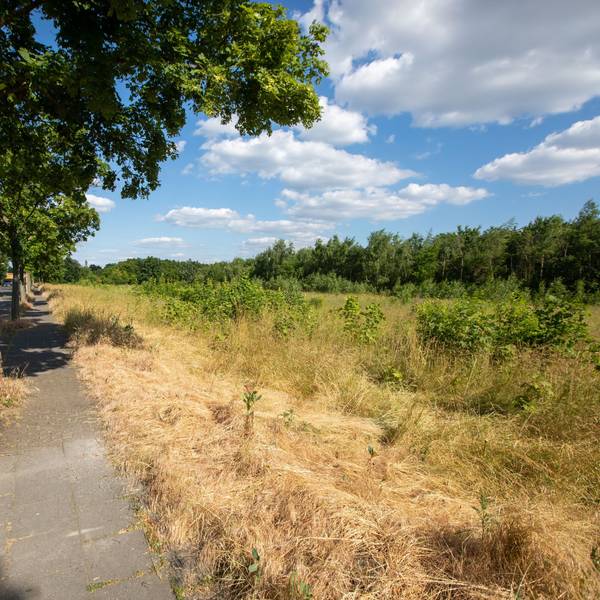Eine Straße mit einem Feld daneben ist zu sehen.