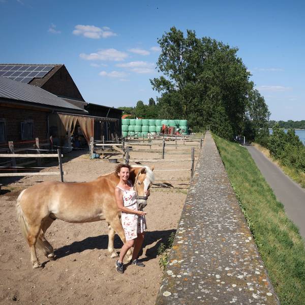 Petra Rottscheidt mit Haflinger Aladin auf dem Pflasterhof in Weiß. Nur die Hochwassermauer und der Leinpfad trennen das Grundstück vom Rhein.