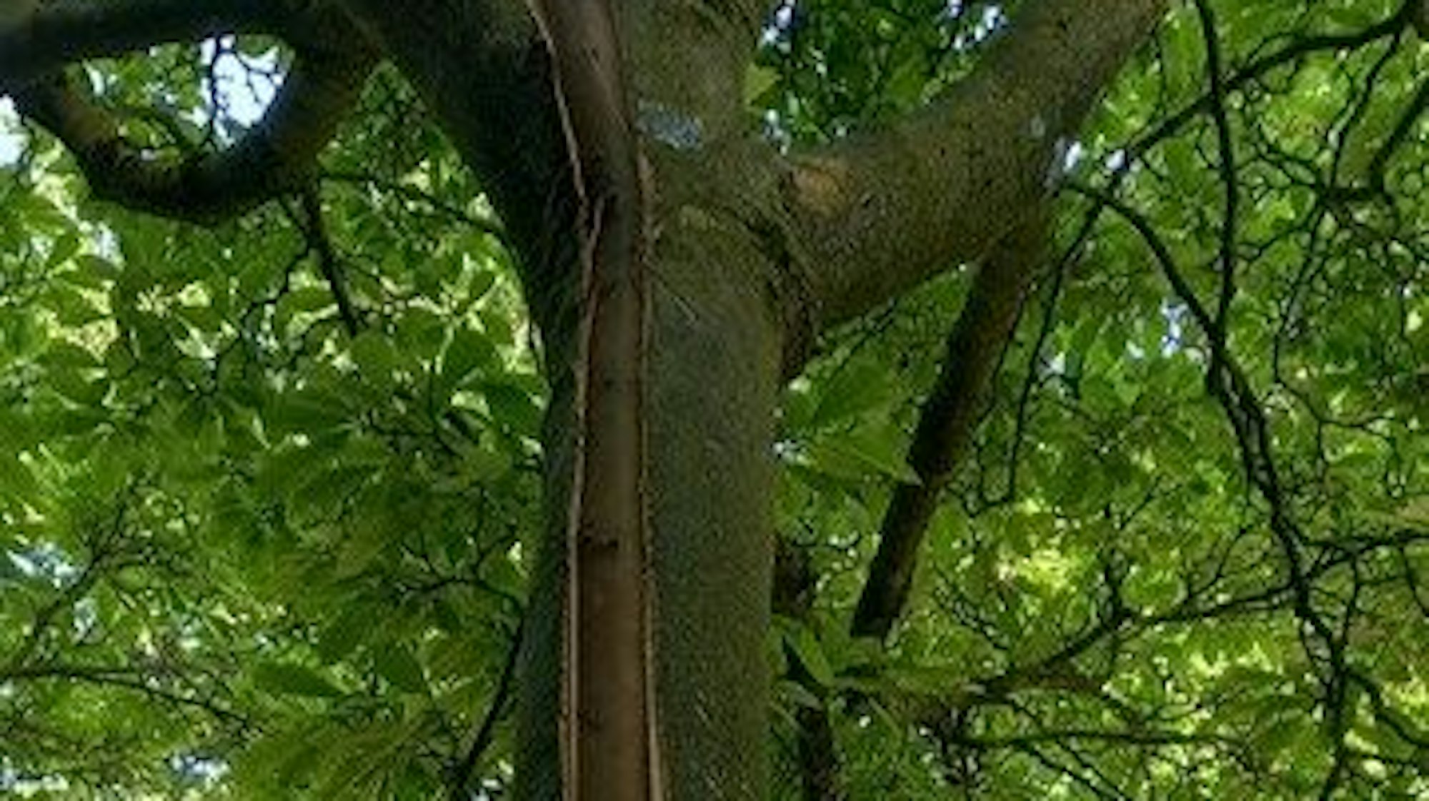 Zu sehen ist eine Magnolie im Mülheimer Stadtgarten, welche beschädigt worden ist.