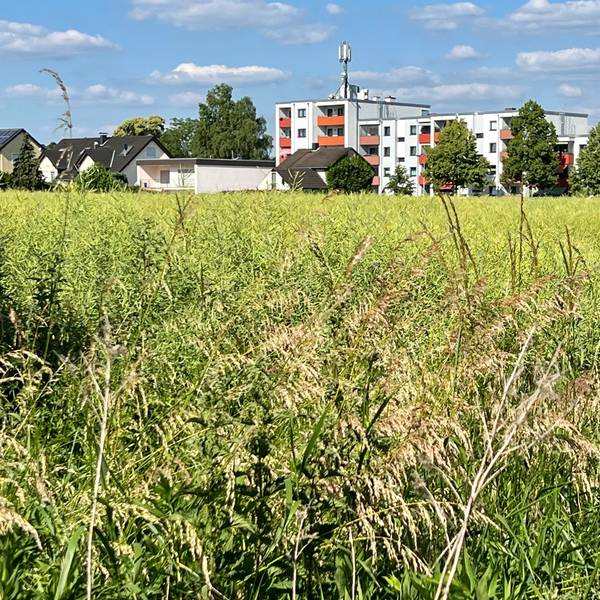 Auf diesem Feld nordwestlich der Sandstraße in Opladen soll ein neues Wohngebiet entstehen.
