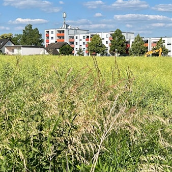 Auf diesem Feld nordwestlich der Sandstraße in Opladen soll ein neues Wohngebiet entstehen.