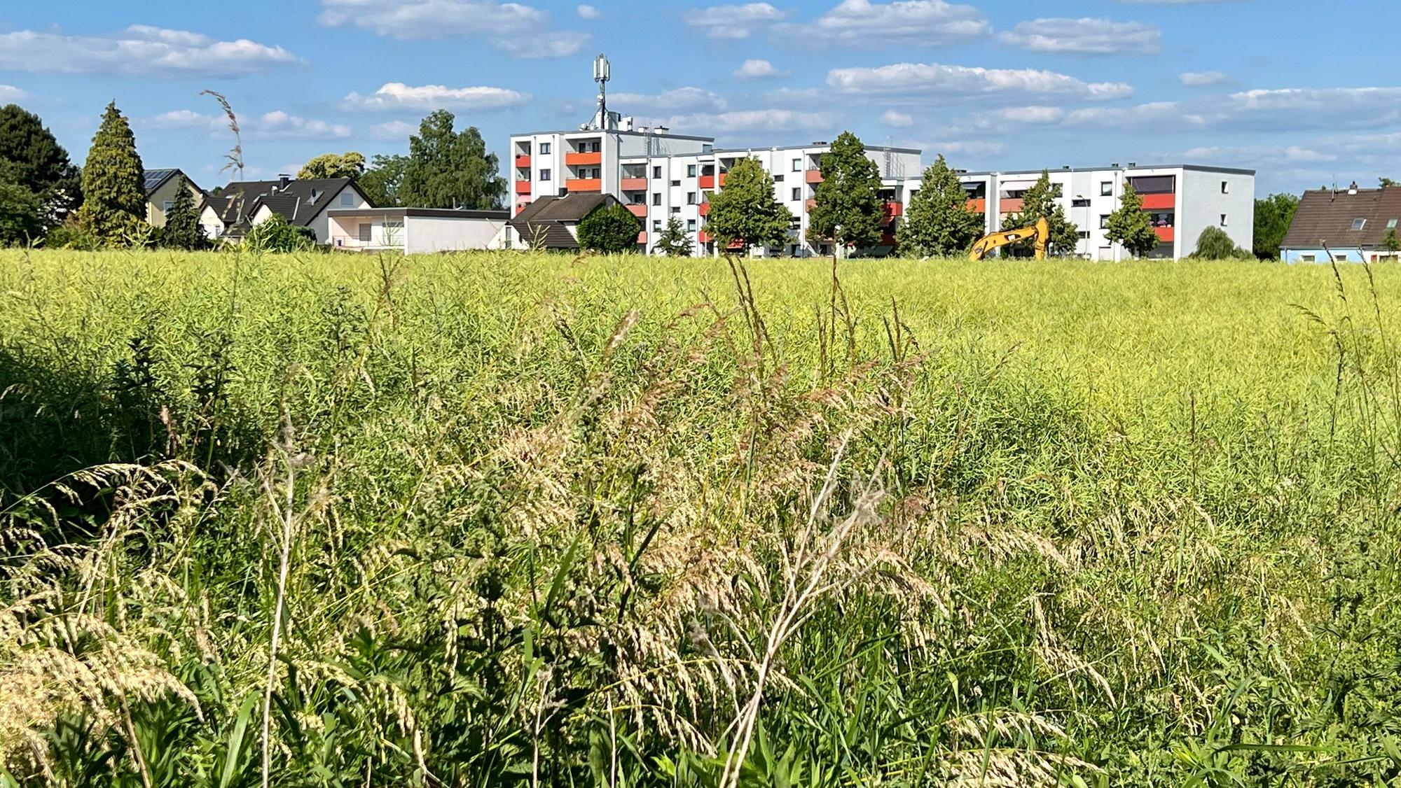 Auf diesem Feld nordwestlich der Sandstraße in Opladen soll ein neues Wohngebiet entstehen.