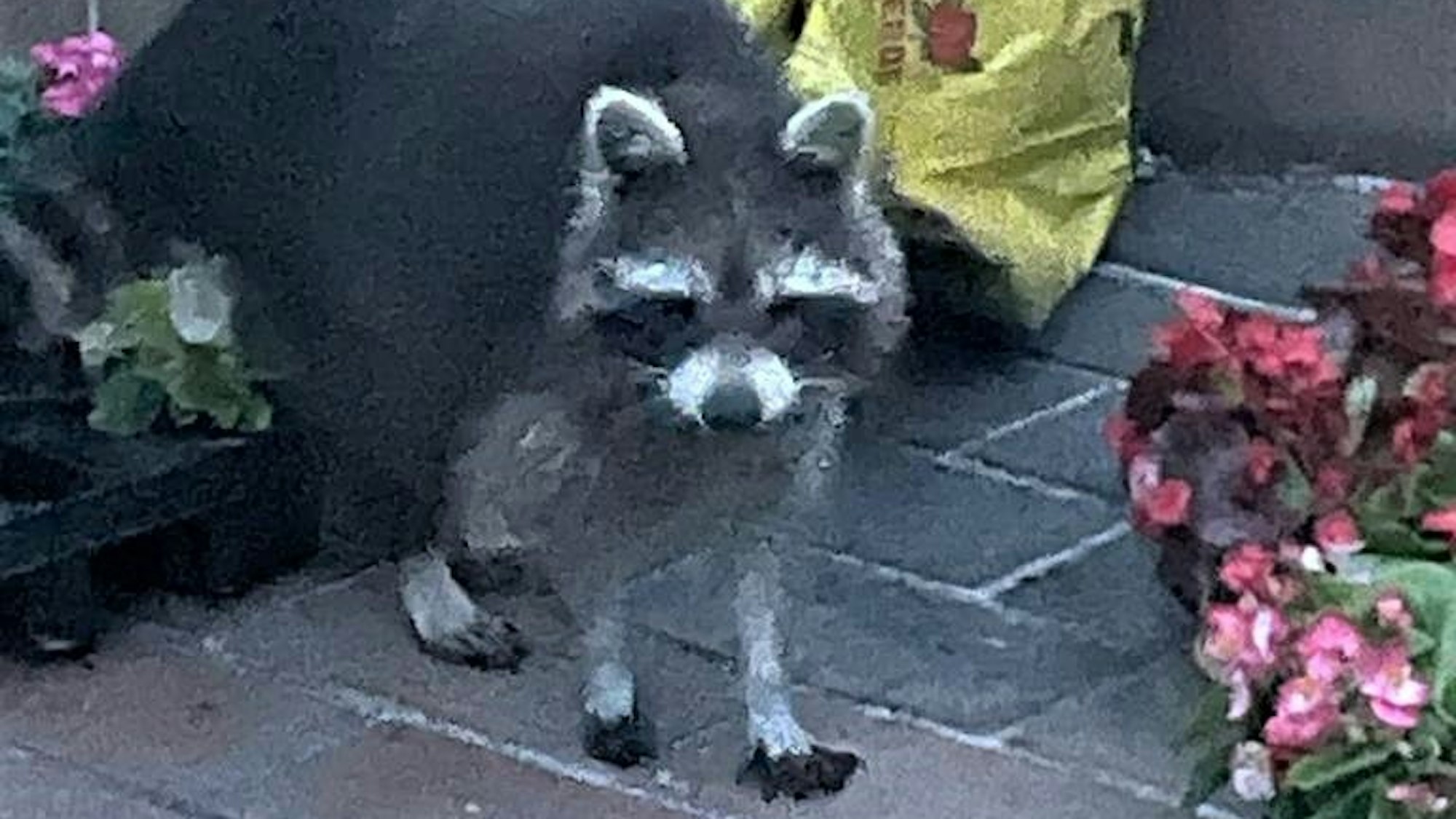 Das Bild zeigt einen Waschbären.