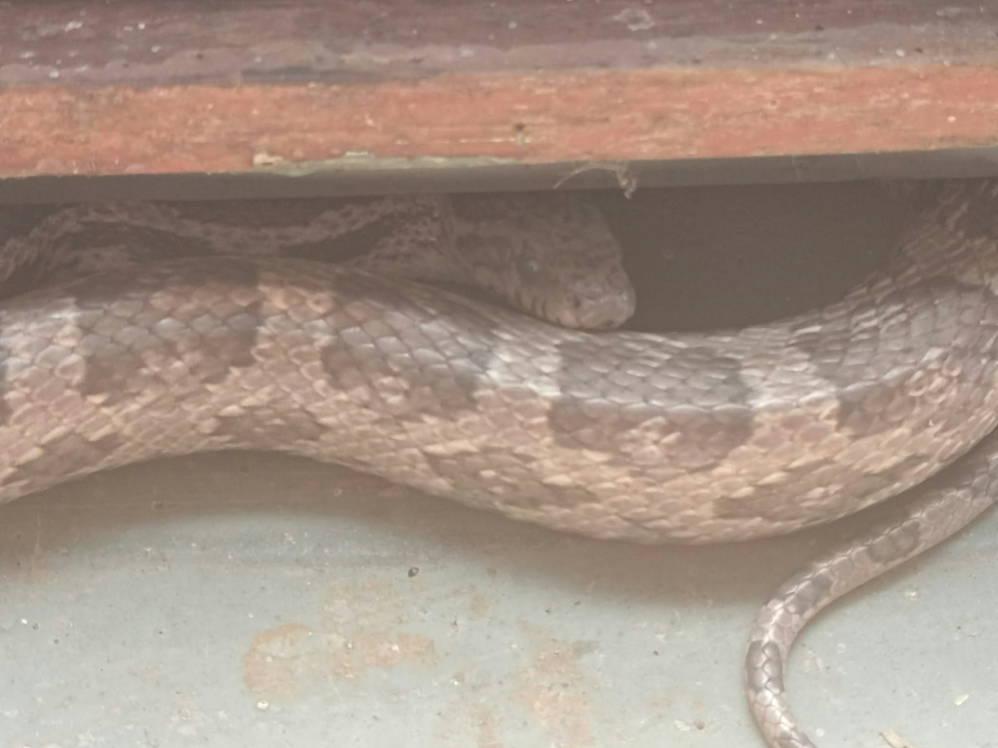 Es handelt sich um eine ungefährliche Kornnatter.