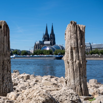 Uralte Pfähle einer ehemaligen Steg-Anlage ragen  aus dem trockenen Ufer unterhalb der Rheinterrassen. Der Rhein führt starkes Niedrigwasser, sodass die Schifffahrt eingeschränkt ist. Der Pegel ist unter einen Meter gefallen.