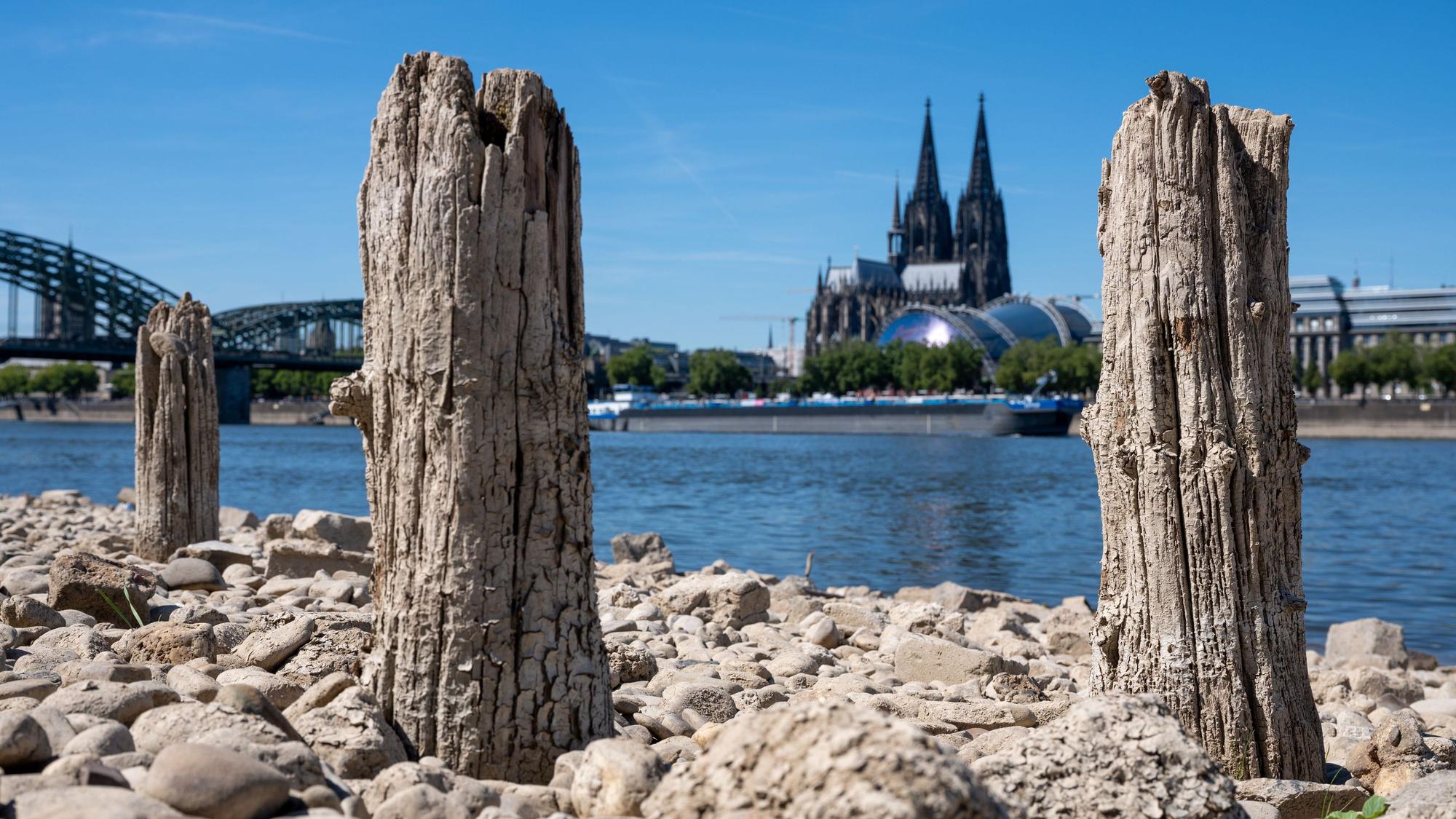 Uralte Pfähle einer ehemaligen Steg-Anlage ragen aus dem trockenen Ufer unterhalb der Rheinterrassen. Der Rhein führt starkes Niedrigwasser, sodass die Schifffahrt eingeschränkt ist. Der Pegel ist unter einen Meter gefallen.