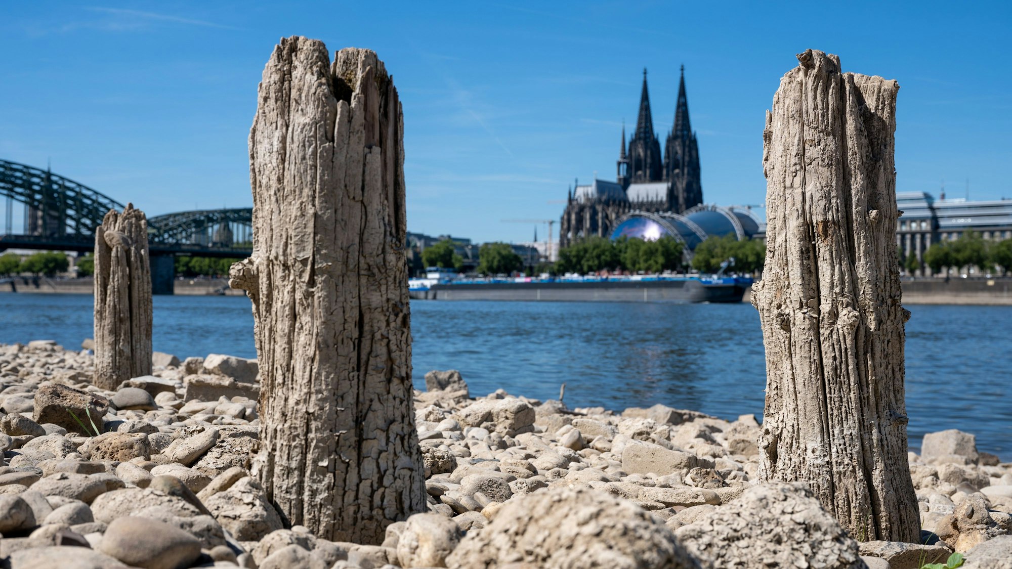 Uralte Pfähle einer ehemaligen Steg-Anlage ragen aus dem trockenen Ufer unterhalb der Rheinterrassen. Der Rhein führt starkes Niedrigwasser, sodass die Schifffahrt eingeschränkt ist. Der Pegel ist unter einen Meter gefallen.