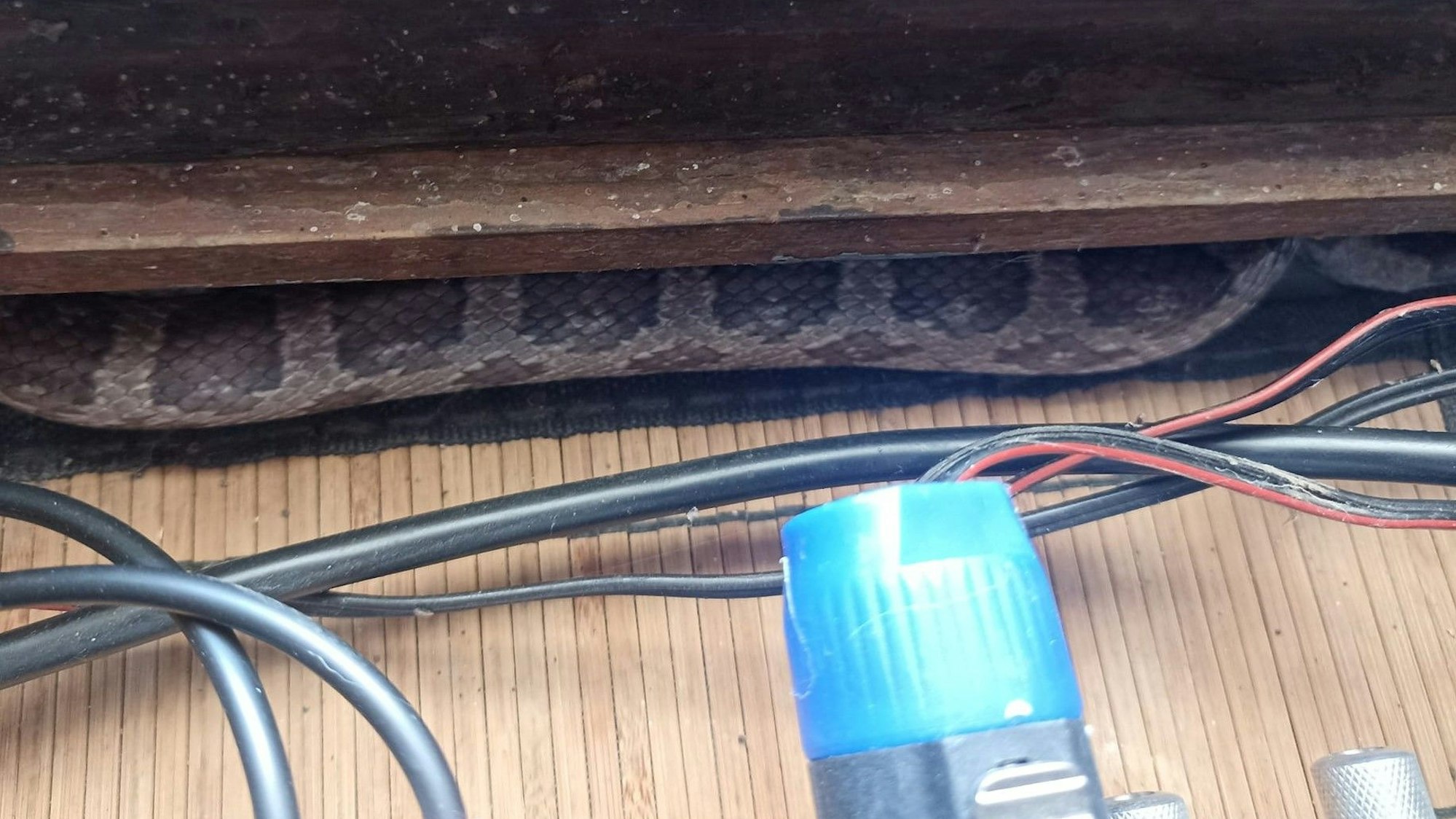 Die Schlange in Bornheim in ihrem Versteck auf der Fensterbank.