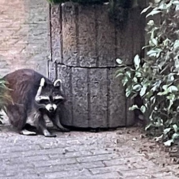 Ein Waschbär in einem Garten.