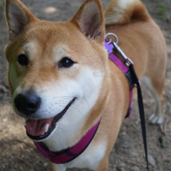 Bad Münstereifel-Houverath. Ein Hund steht auf einem Waldweg. Er trägt ein pinkes Geschirr und guckt in die Kamera.