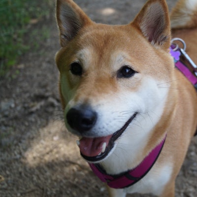 Bad Münstereifel-Houverath. Ein Hund steht auf einem Waldweg. Er trägt ein pinkes Geschirr und guckt in die Kamera.