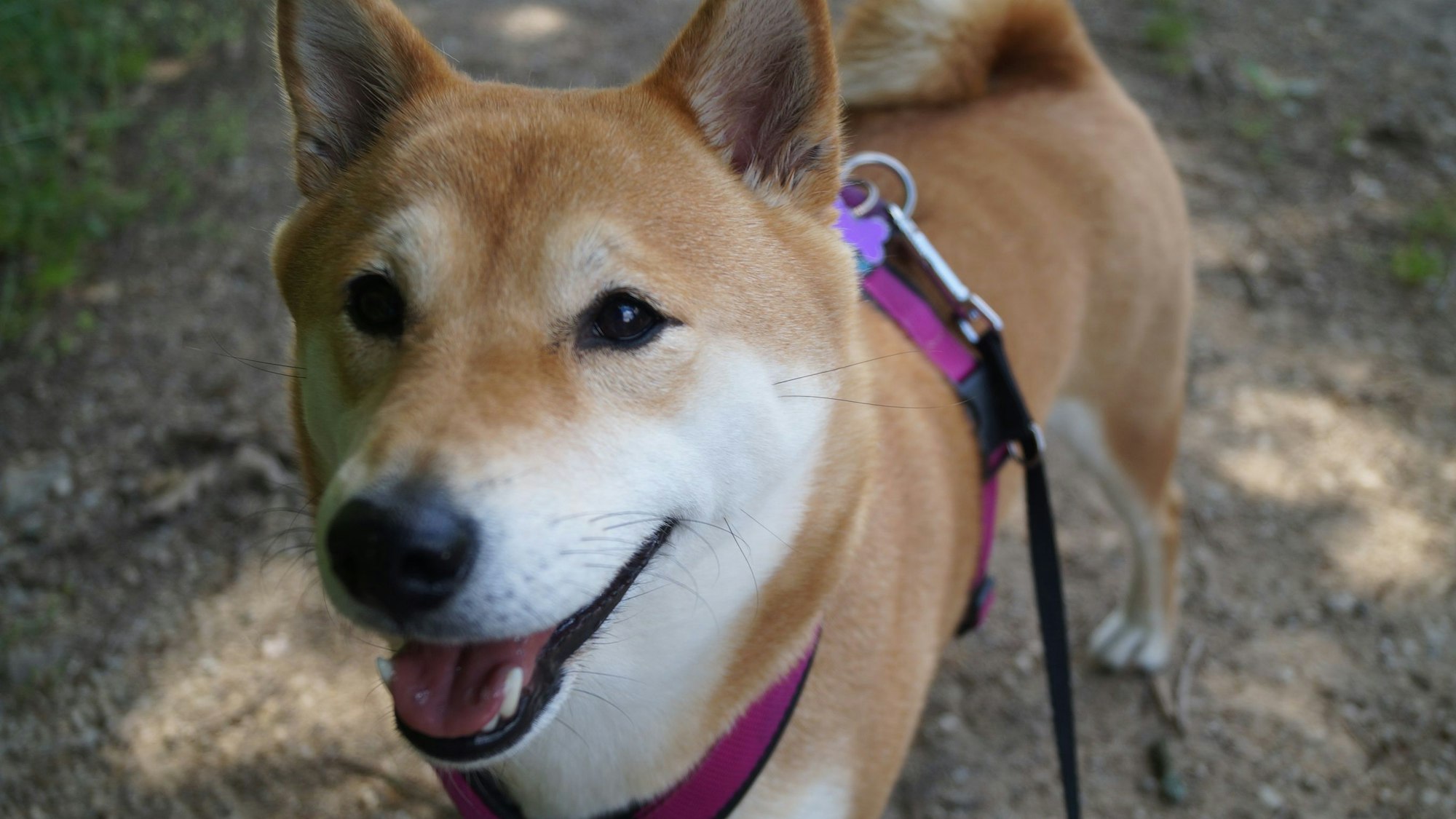 Bad Münstereifel-Houverath. Ein Hund steht auf einem Waldweg. Er trägt ein pinkes Geschirr und guckt in die Kamera.