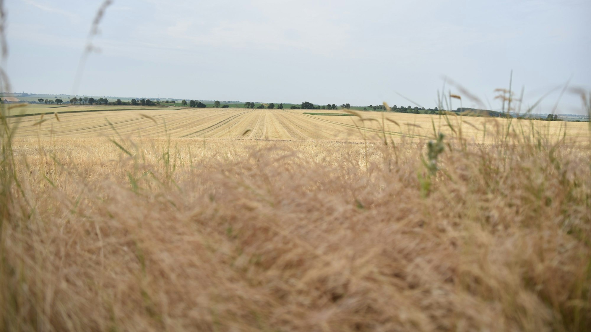 Der Himmel über einem Feld ist grau.