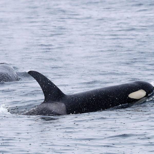 Eine Gruppe Orcas im Meer.