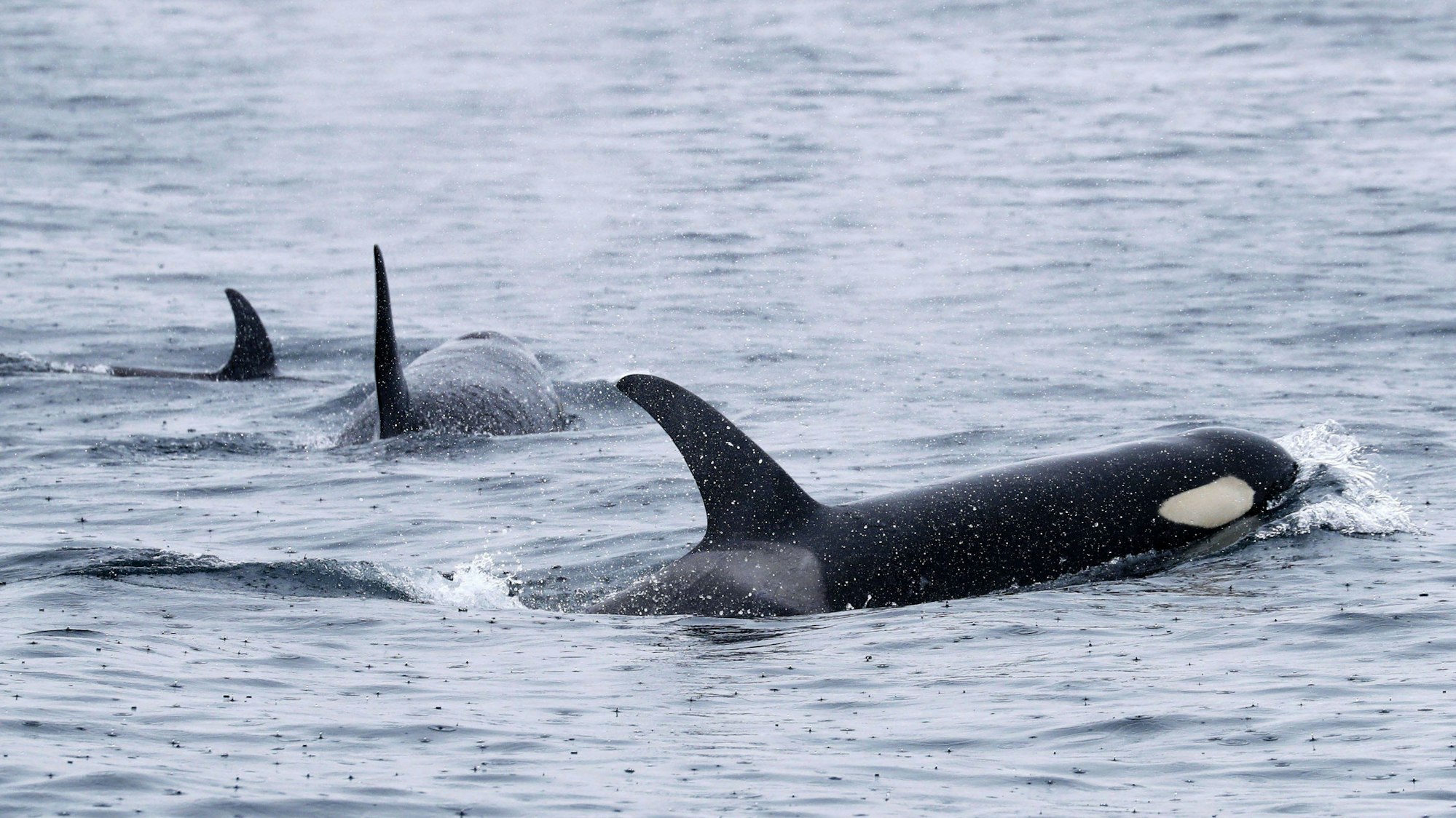 Orcas schwimmen vor der Halbinsel Shiretoko an der Nordostspitze der Insel Hokkaido.
