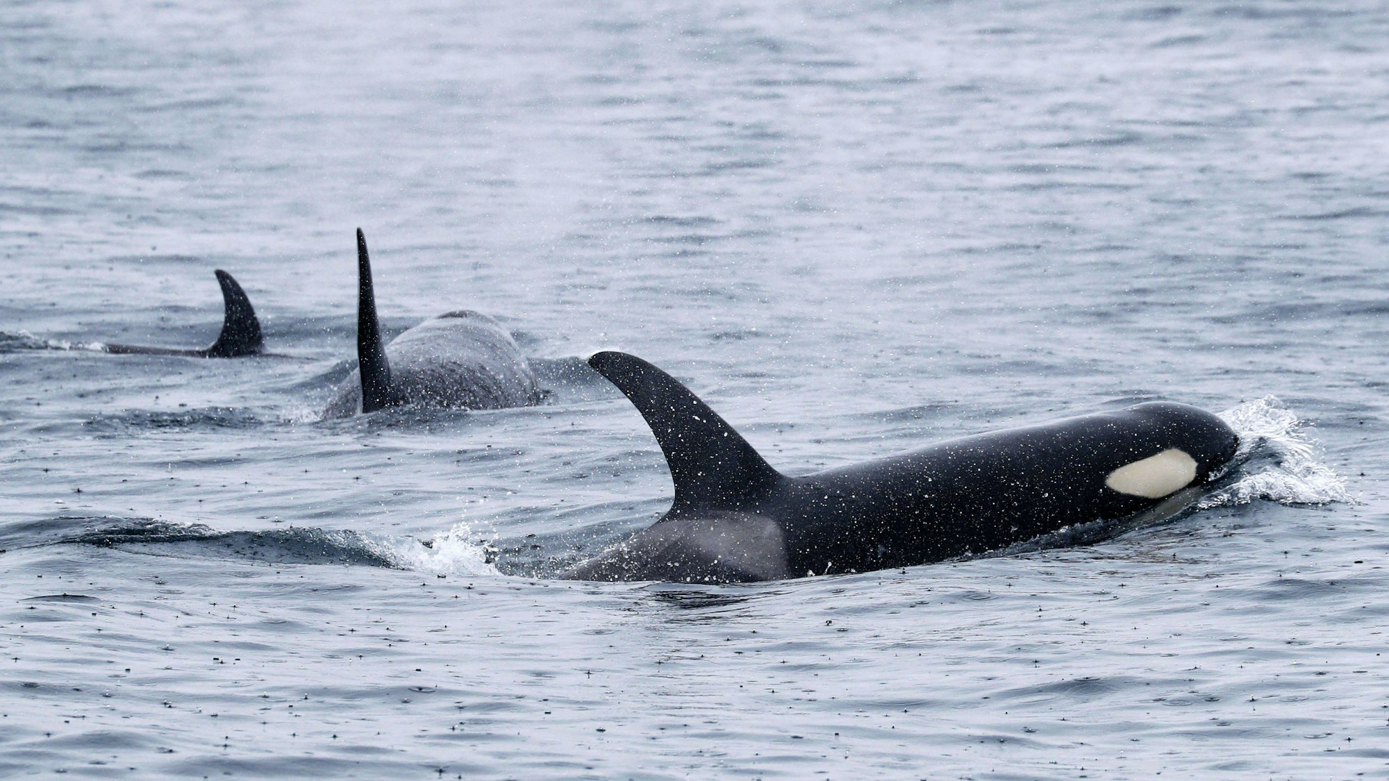 Eine Gruppe Orcas im Meer.
