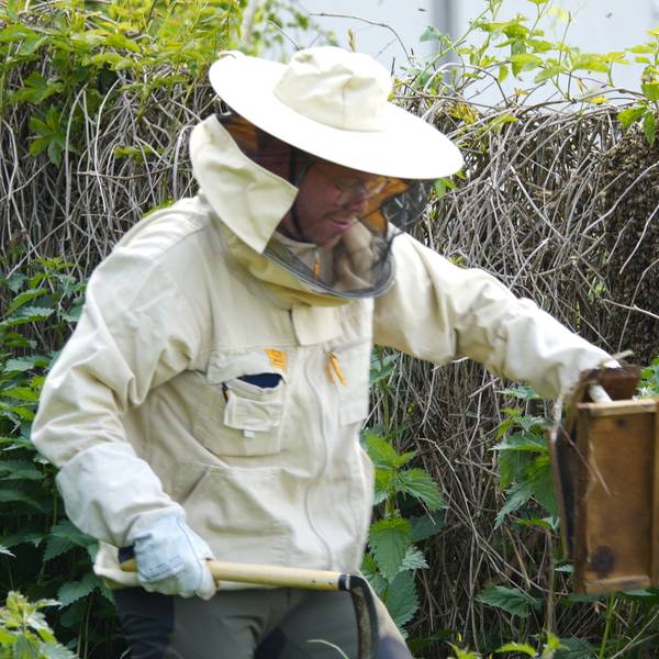 Ein Bienenschwarm in einer Gartenhecke in Kirchheim wird von Imker Alexander Kloster entfernt.