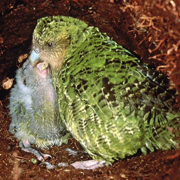 Ein Kakapo-Papagei füttert seinen Nachwuchs.