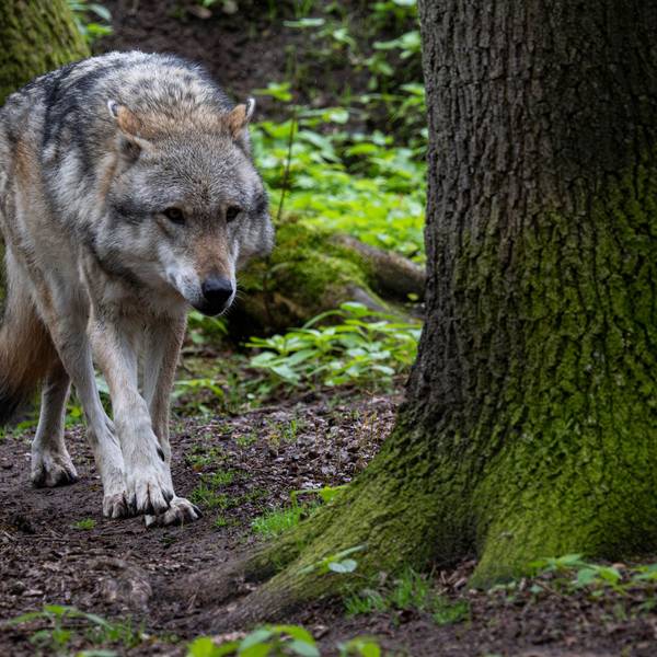 Europäischer Grauwolf in einem Gehege vom Wolfcenter Dörverden. In Niedersachsen ist der Kampf um die Wölfe voll entbrannt.