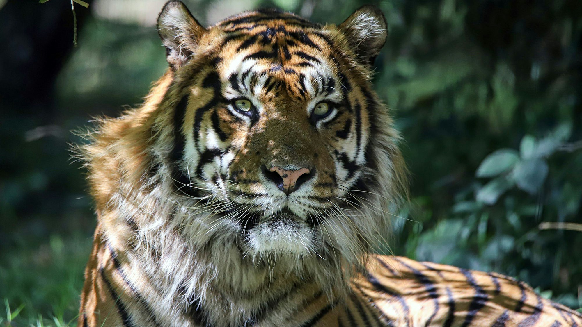 Sumatra-Tiger im Tierpark Berlin