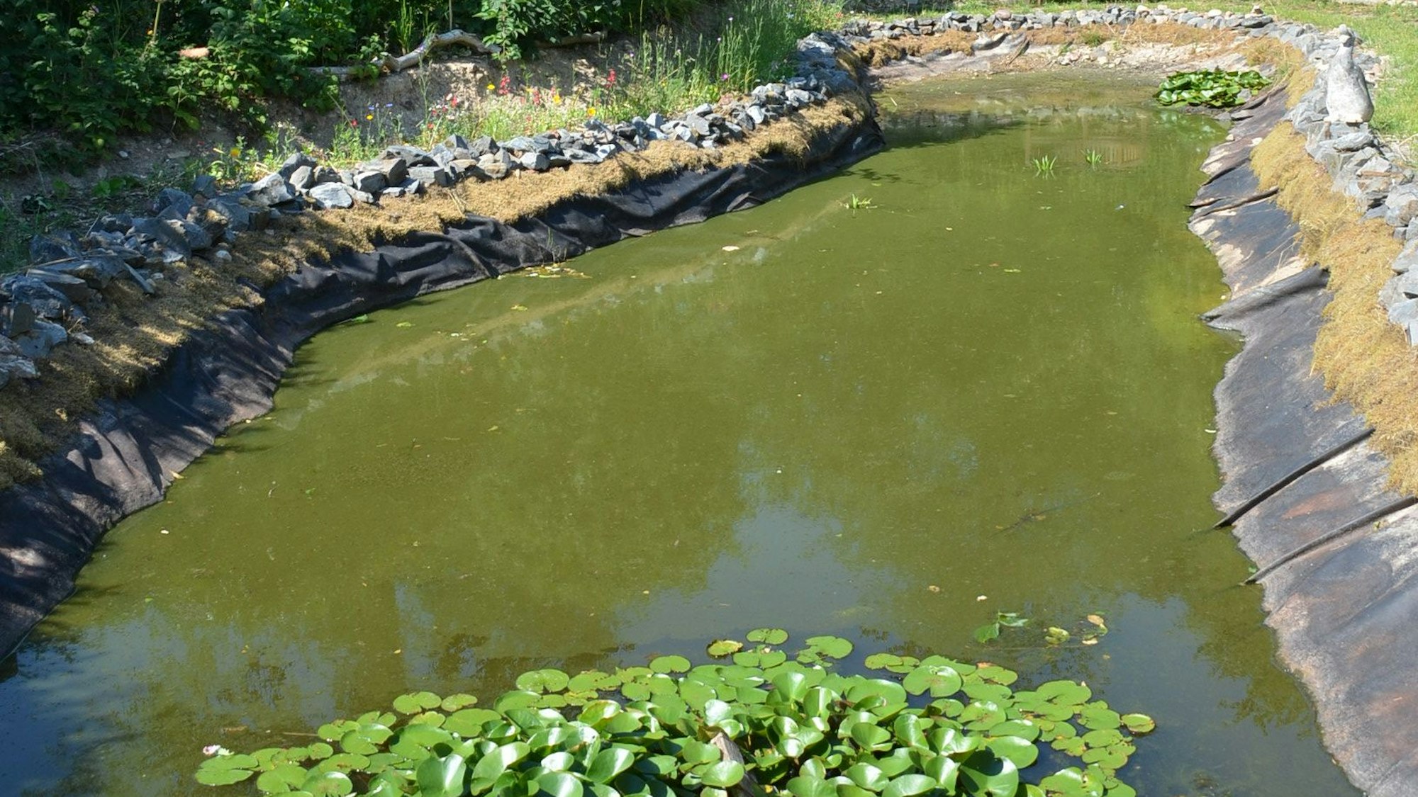 Die Tage des Badeteiches sind gezählt. Das Gewässer ist aufgrund mangelnden Regens bereits verkleinert worden, bald es ganz verschwinden.