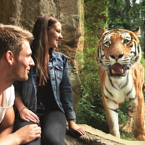 Ein Tiger steht direkt am Glas seines Geheges der ZOOM Erlebniswelt Gelsenkirchen. Zwei Menschen sitzen ihm direkt gegenüber.