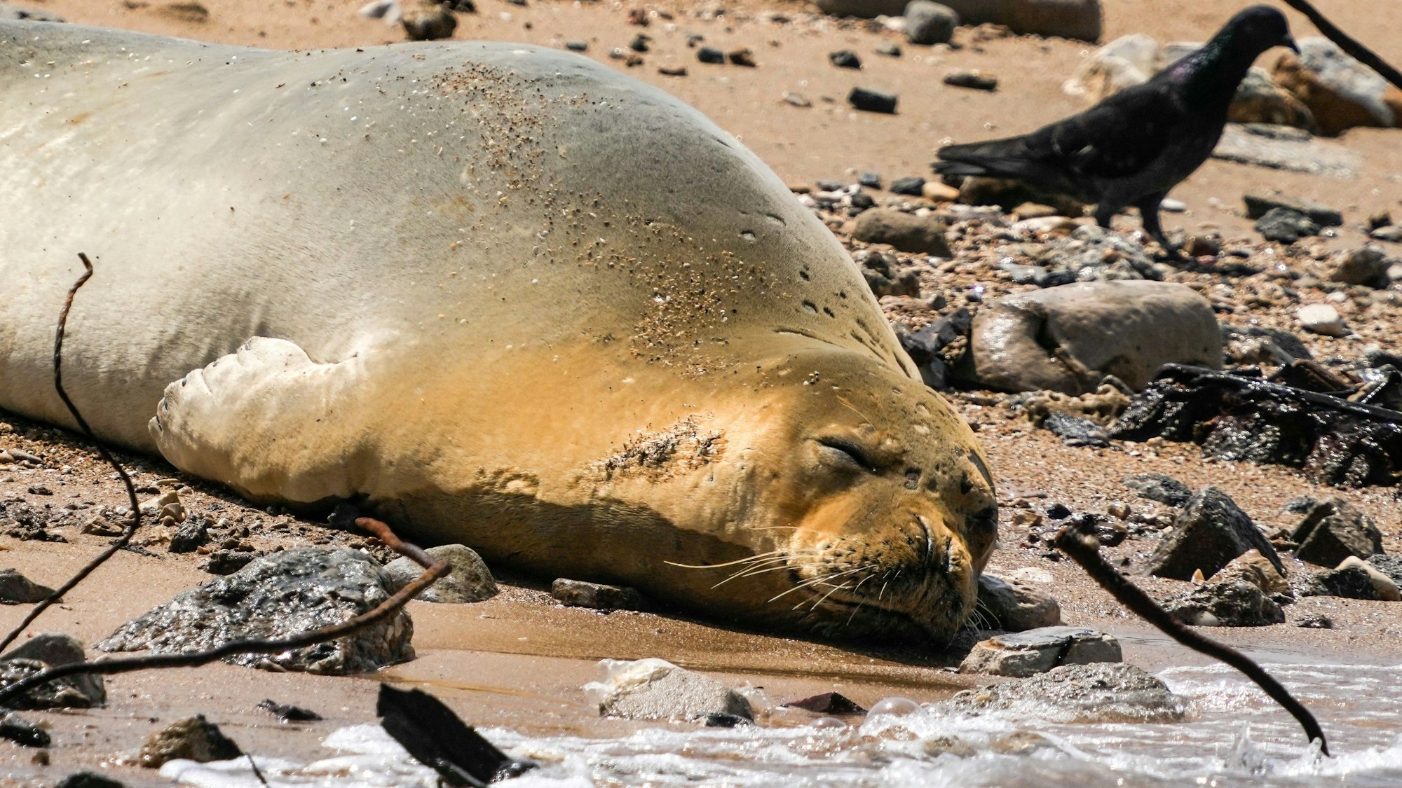 Julia, eine vom Aussterben bedrohte Mittelmeer-Mönchsrobbe, ruht am Strand von Tel Aviv.