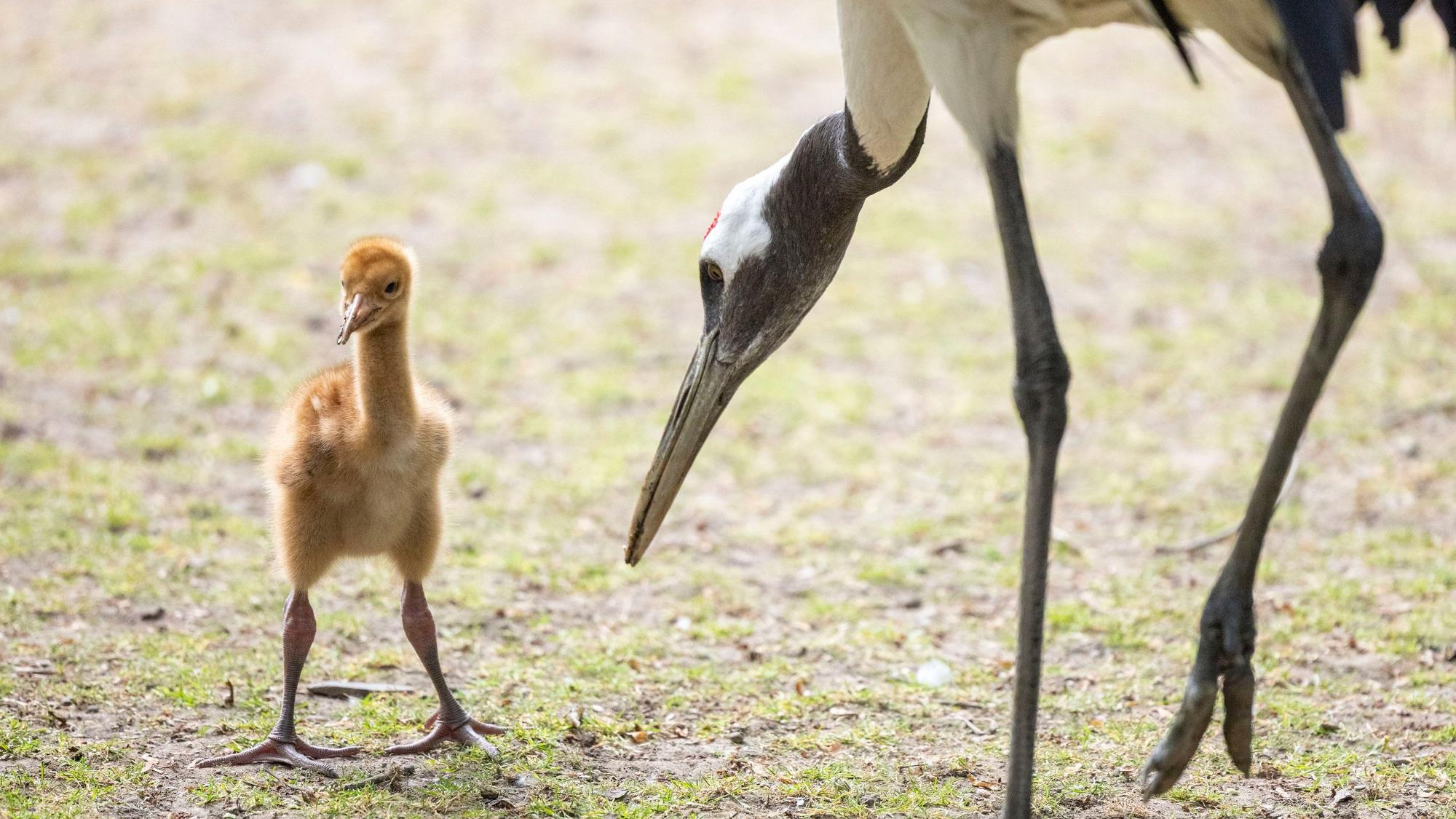 Ein Schneekranich-Küken ist mit seinen Mandschurenkranich-Pflegeeltern im Freigehege des Kölner Zoos zu sehen.