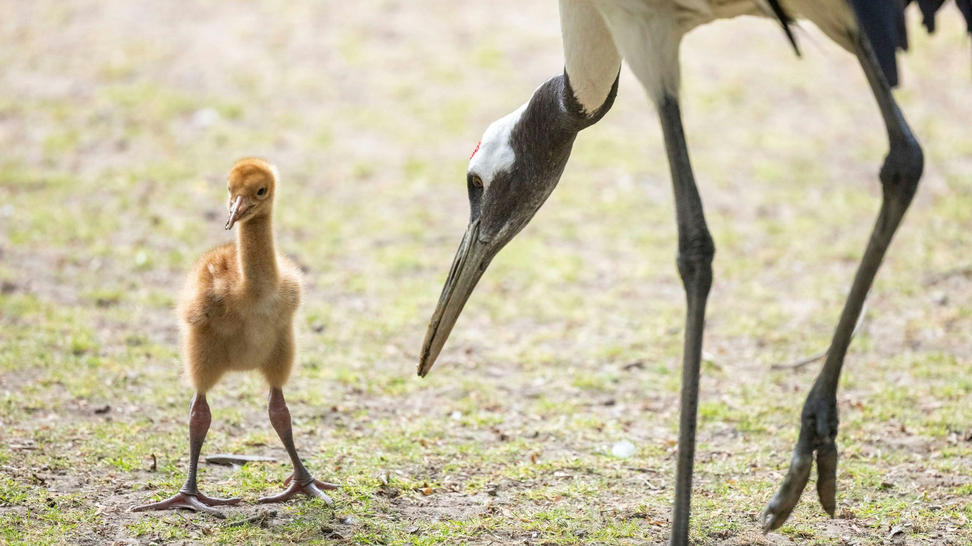 Ein Schneekranich-Küken ist mit seinen Mandschurenkranich-Pflegeeltern im Freigehege des Kölner Zoos zu sehen.