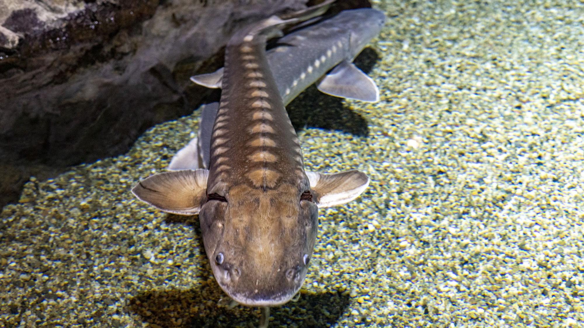 Beluga-Stör im Wasser.