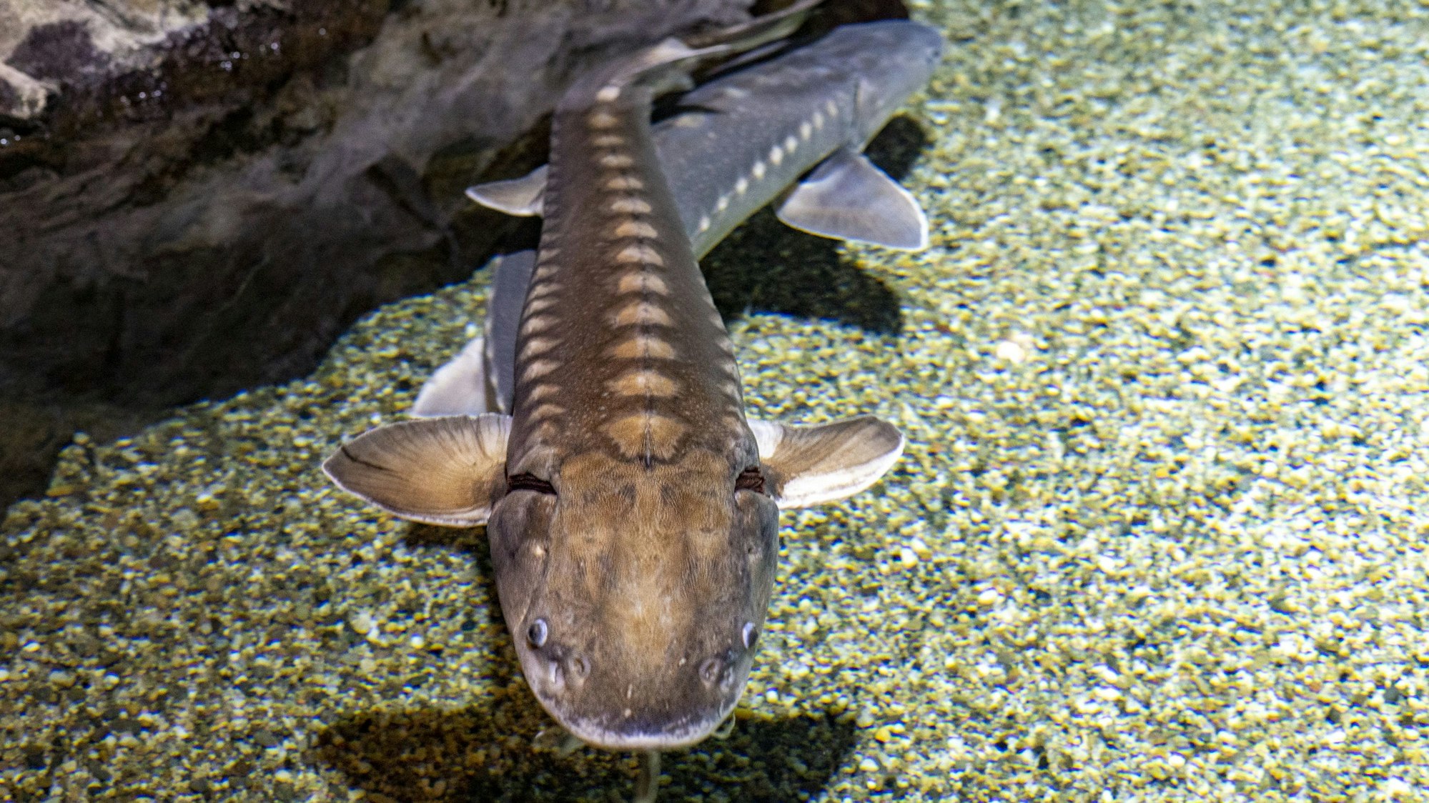 Beluga-Stör im Wasser.