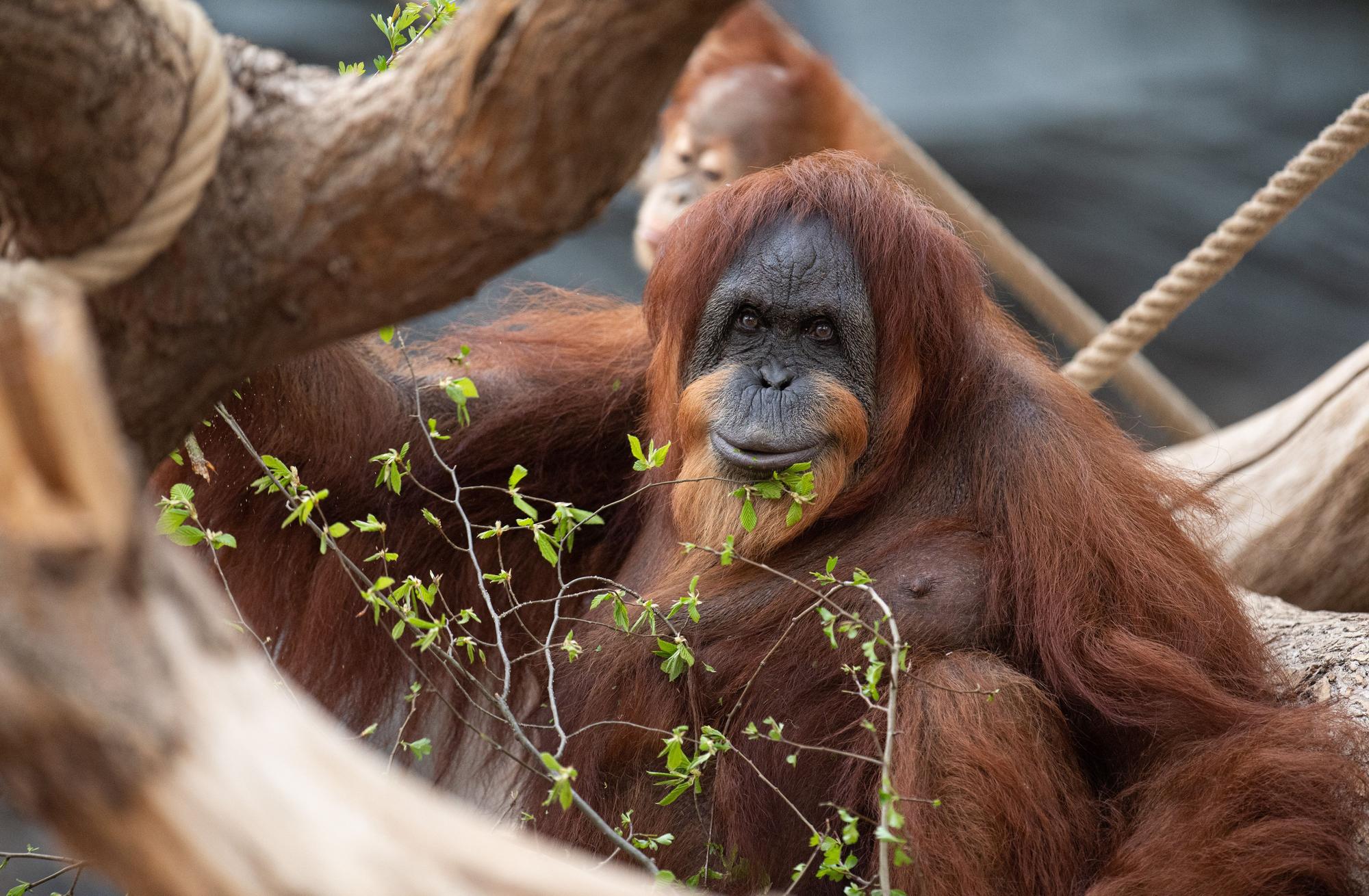 Orang-Utan-Dame Bella sitzt in ihrem Gehege im Tierpark Hagenbeck.