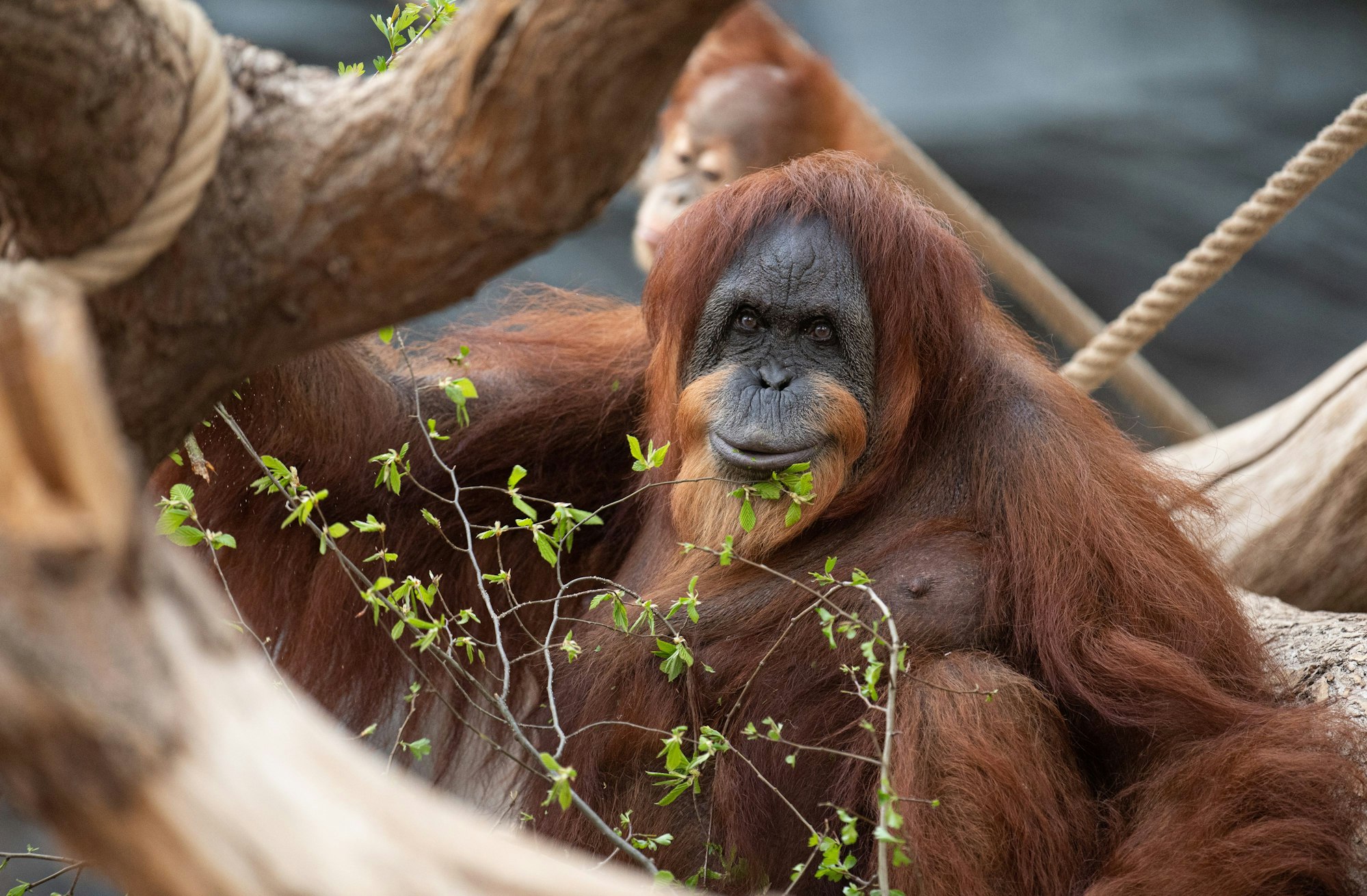 Orang-Utan-Dame Bella sitzt in ihrem Gehege im Tierpark Hagenbeck.