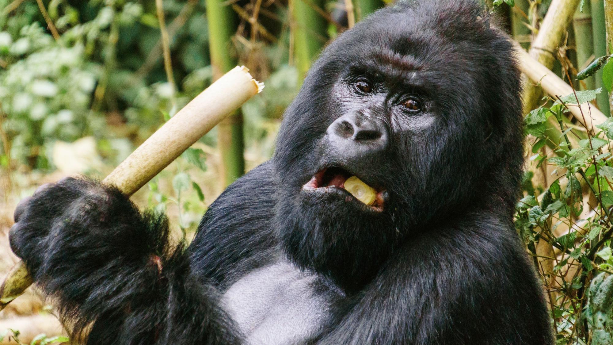 Ein Berggorilla im Virunga-Nationalpark im Osten der Demokratischen Republik Kongo.