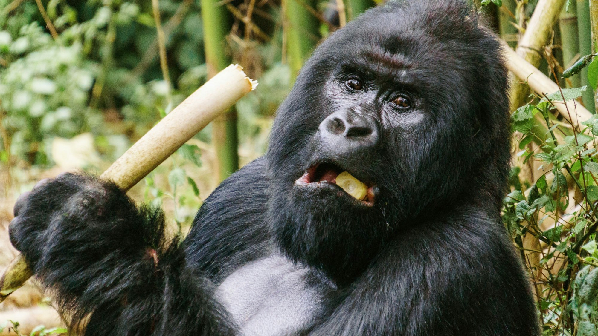 Ein Berggorilla im Virunga-Nationalpark im Osten der Demokratischen Republik Kongo.