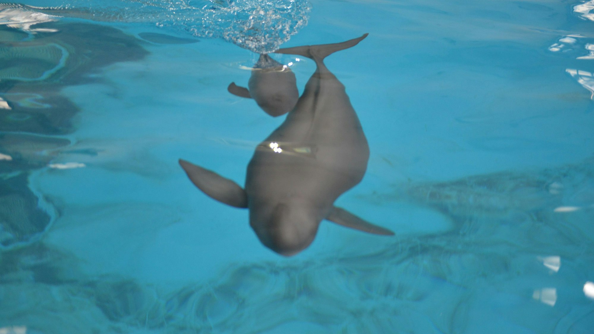 Ein junger Glattschweinswal schwimmt mit seiner Mutter in einem Becken des hydrobiologischen Instituts der Chinesischen Akademie der Wissenschaften.