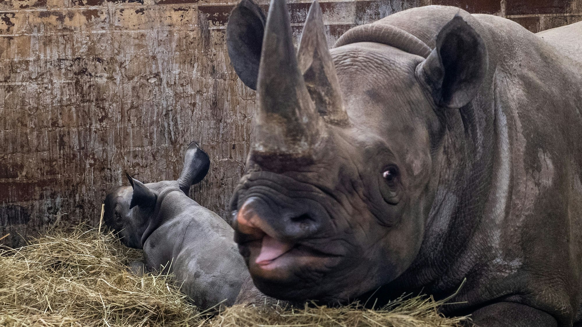 Kyiv liegt neben ihrer Mutter in einem Gehege im Zoo in Königinhof an der Elbe.