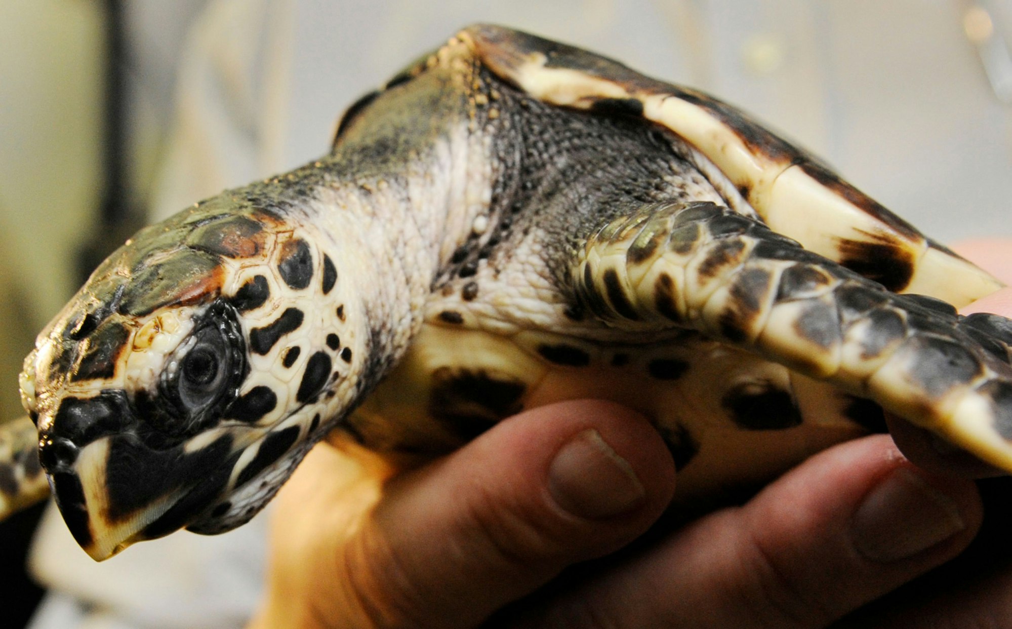 Eine Echte Karettschildkröte wird im Zoo von Frankfurt am Main den Journalisten präsentiert.