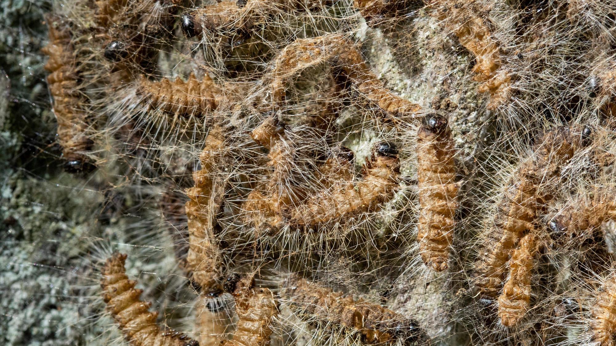 Die haarigen Raupen des Eichenprozessionsspinners in ihrem Nest.
