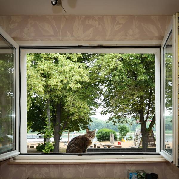Blick aus dem Fenster auf den Rhein, auf dem Fensterbrett sitzt eine Katze.