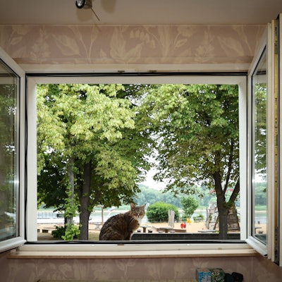 Blick aus dem Fenster auf den Rhein, auf dem Fensterbrett sitzt eine Katze.
