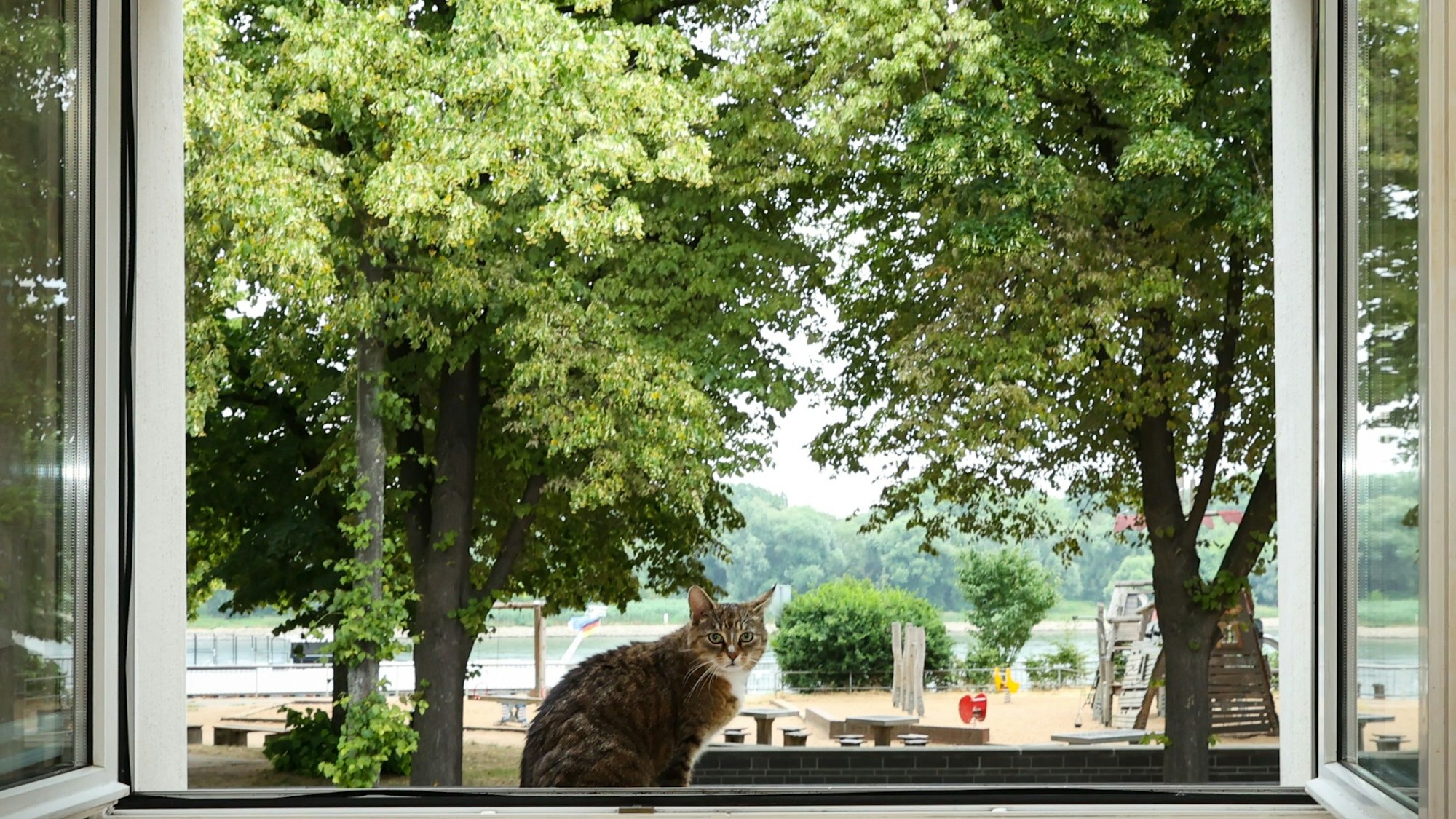 Blick aus dem Fenster auf den Rhein, auf dem Fensterbrett sitzt eine Katze.