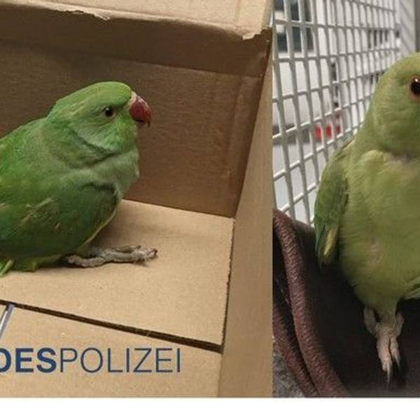 Bundespolizei: verletzte Papageien