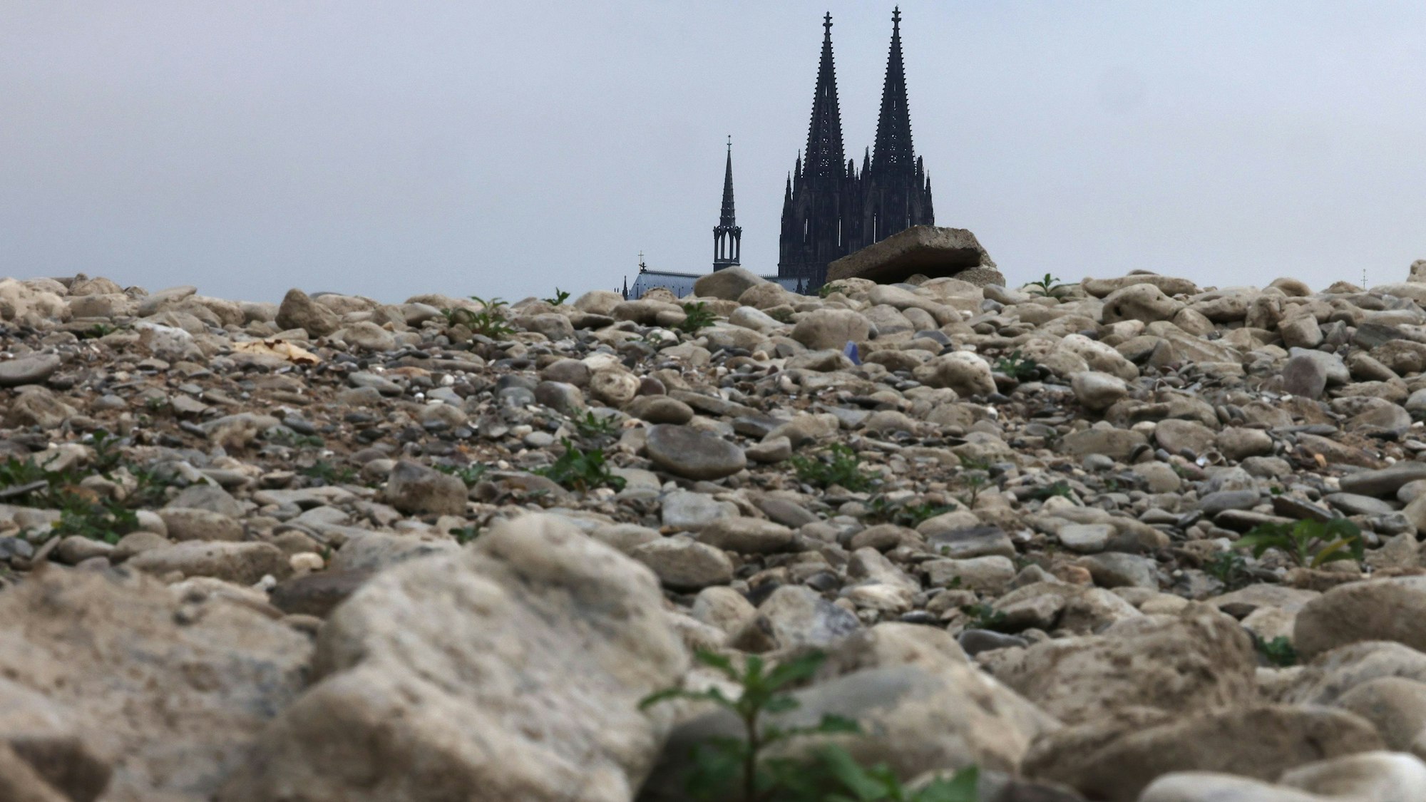 Der Kölner Dom ragt hinter Steinen im ausgetrockneten Flussbett des Rheins empor.