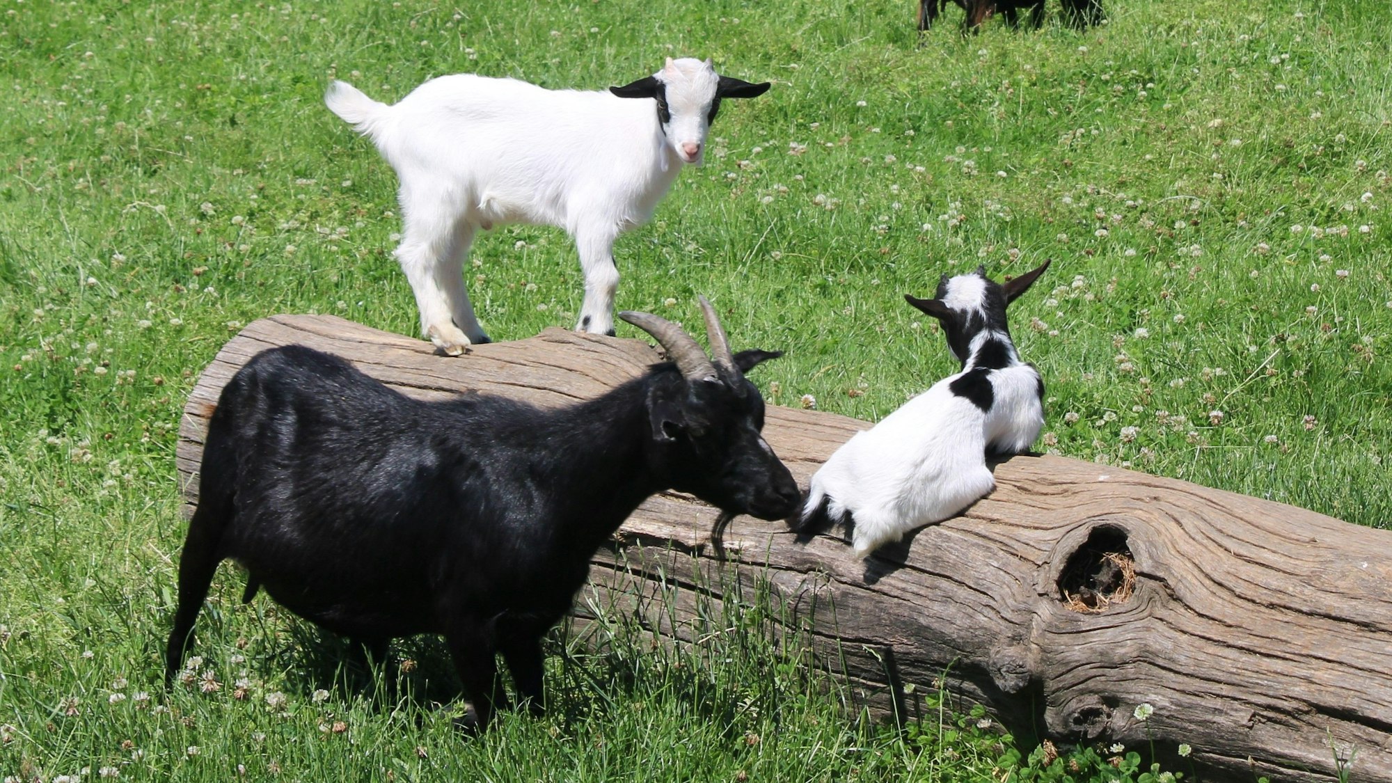 Das Bild zeigt Ziegen auf der Wiese.