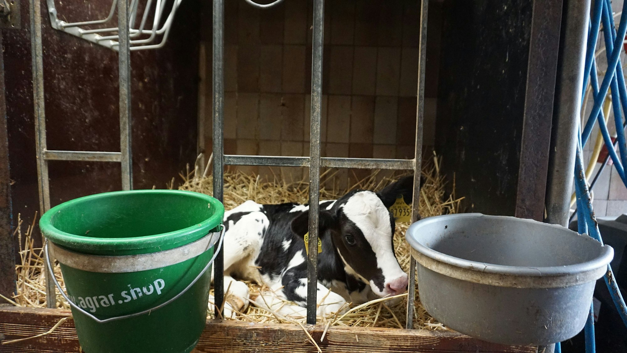 Ein Kalb liegt auf Stroh gebettet im Stall, im Vordergrund ein Eimer und eine Schüssel.