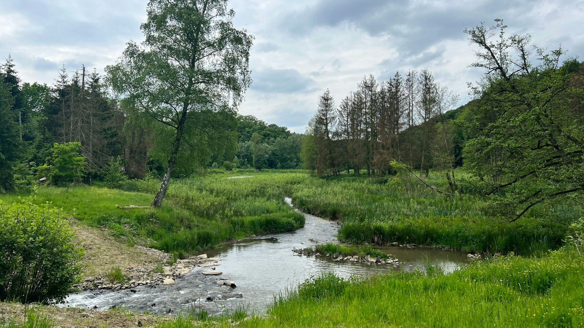 Der Murbach schlängelt sich östlich der Wupper idyllisch durchs Tal an der Stadtgrenze zwischen Leverkusen und Leichlingen.