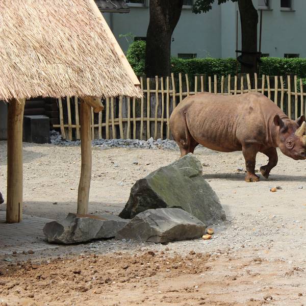 Das Nashorn pinkele in jede Ecke, das sei ein sehr gutes Zeichen fürs Wohlbefinden, sagt der Zoo.